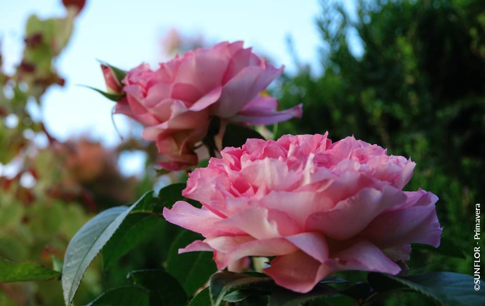 ©SUNFLOR - Primavera